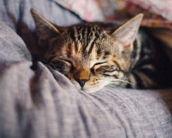 significado de los sueños